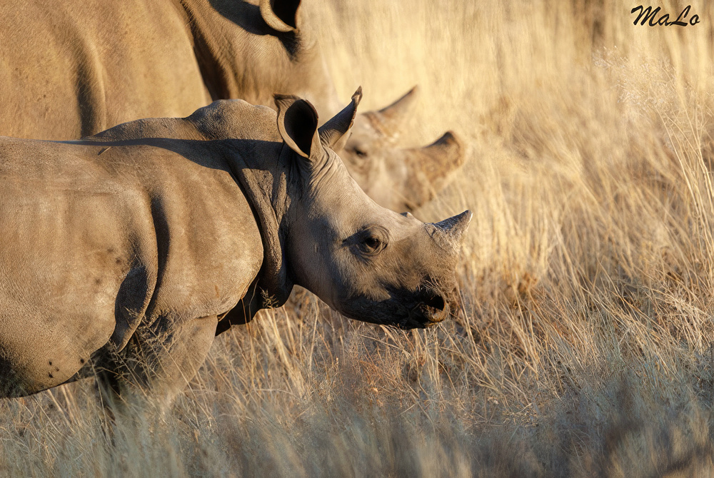 Photo d'un bebe rhinoceros blanc lors d'un safari de luxe prive dans la reserve privee Omaanda Huts en Namibie