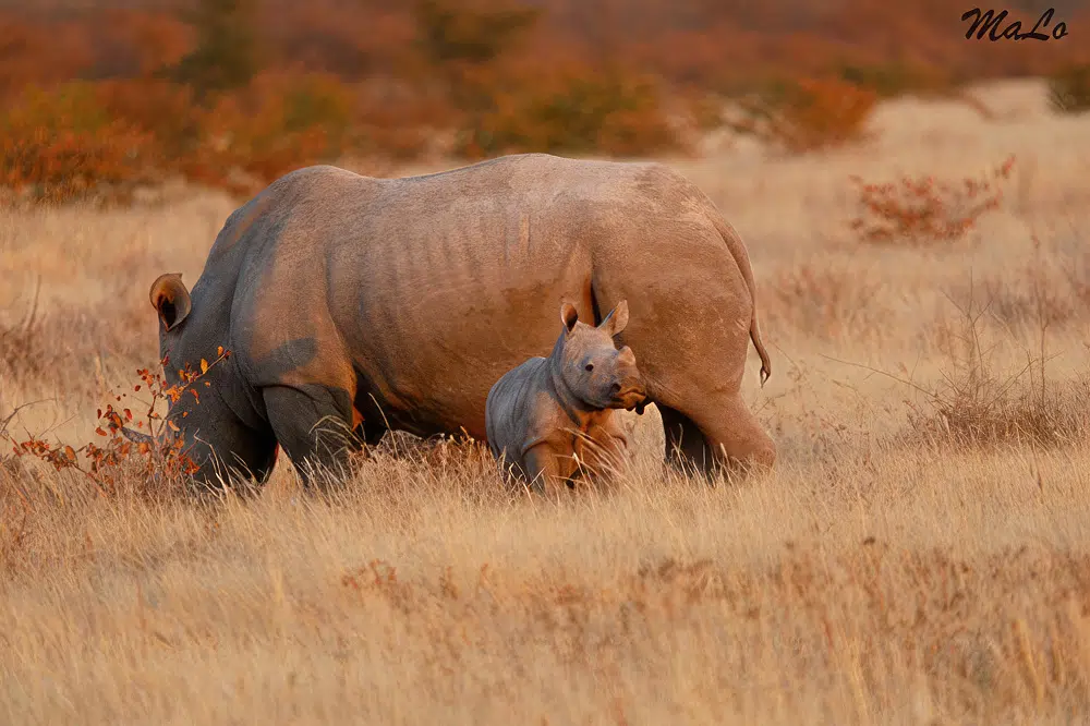 Bebe rhinoceros blanc lors d'un safari de luxe prive en Afrique