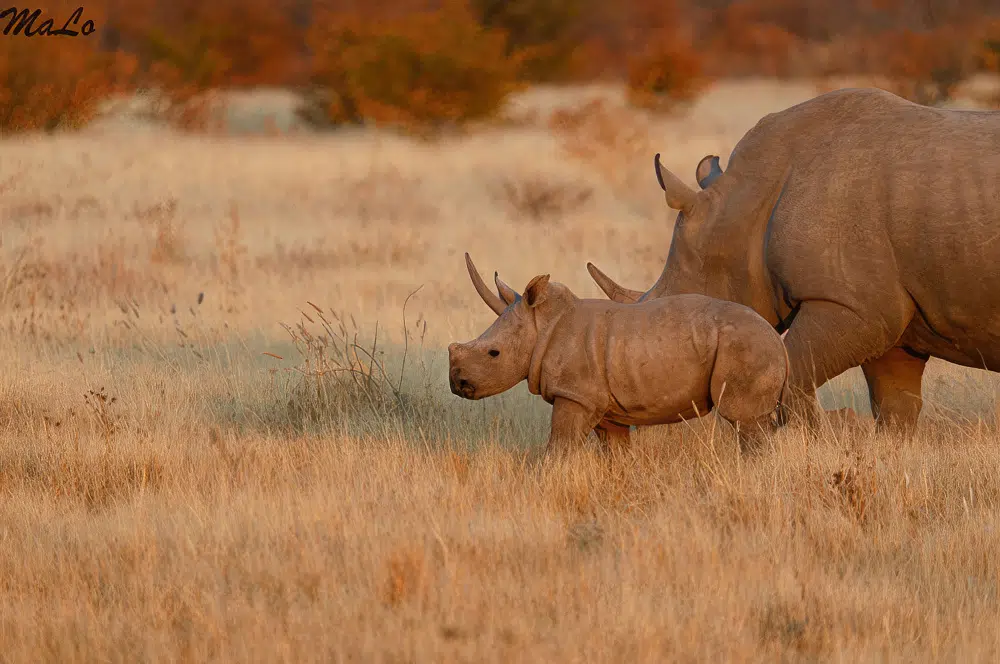 Bebe rhinoceros blanc lors d'un safari de luxe prive en Namibie