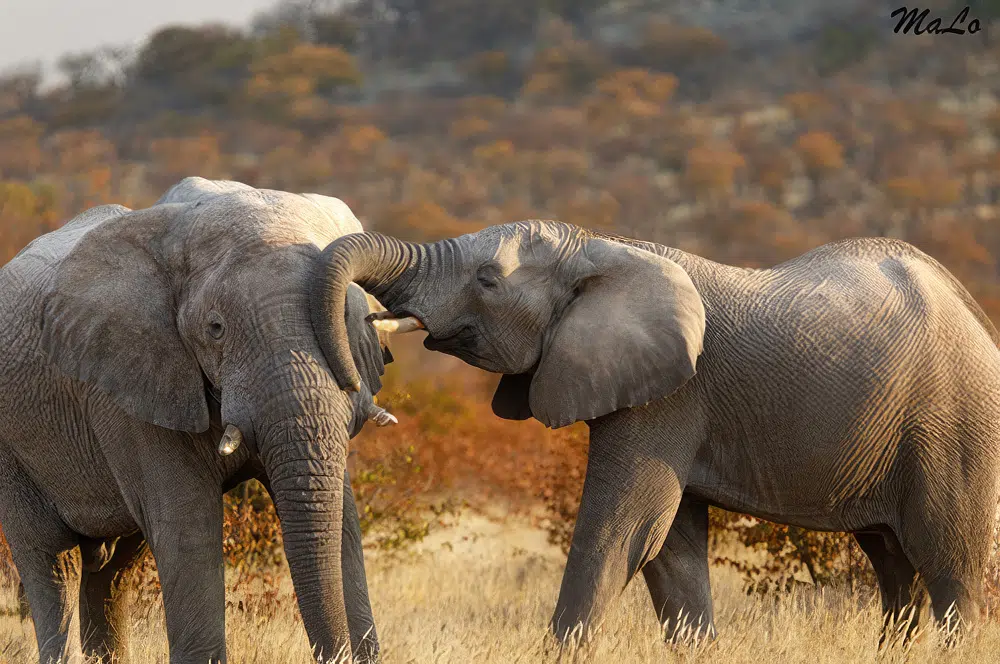Elephant lors d'un safari de luxe prive dans la reserve Ongava