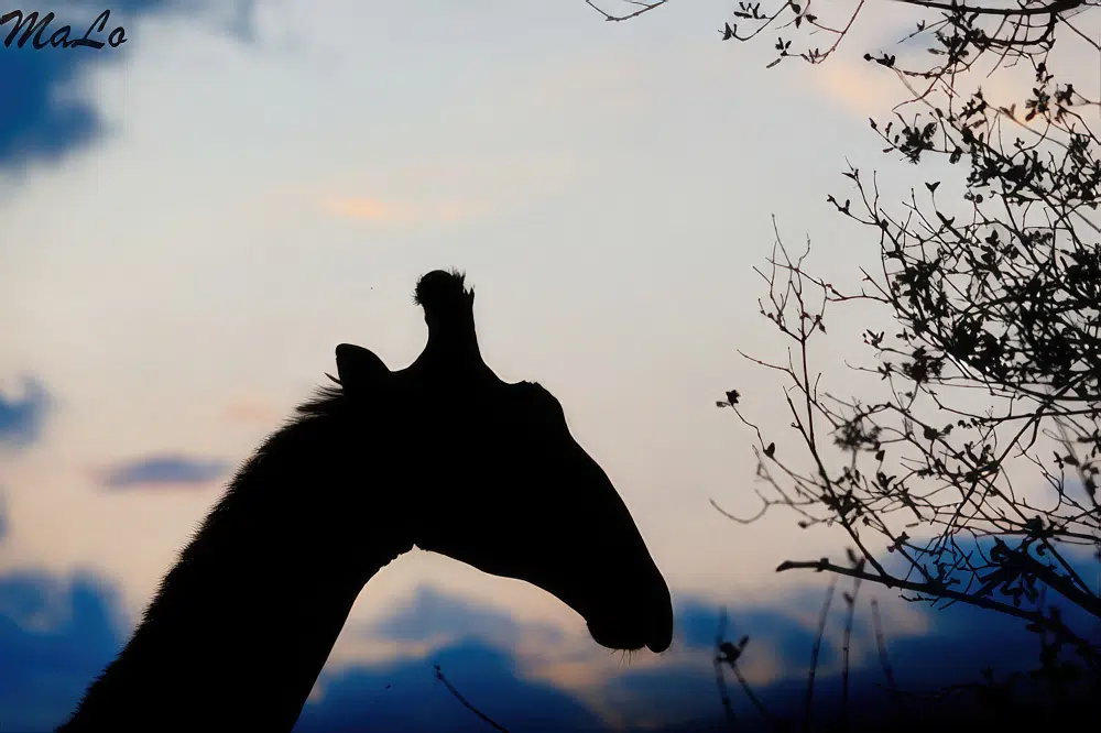 Girafe lors d'un safari de luxe prive en Afrique