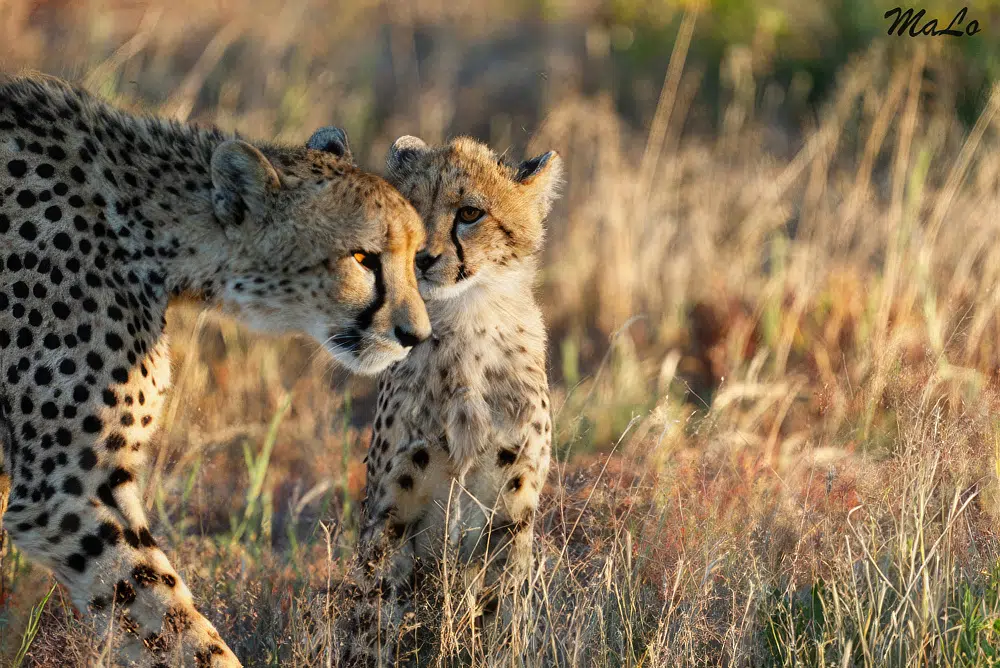 Photo d'un bebe guepard et sa mere lors d'un safari de luxe prive dans la reserve Onguma en Namibie