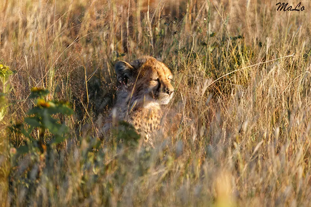 Bebe guepard lors d'un safari de luxe prive en Afrique