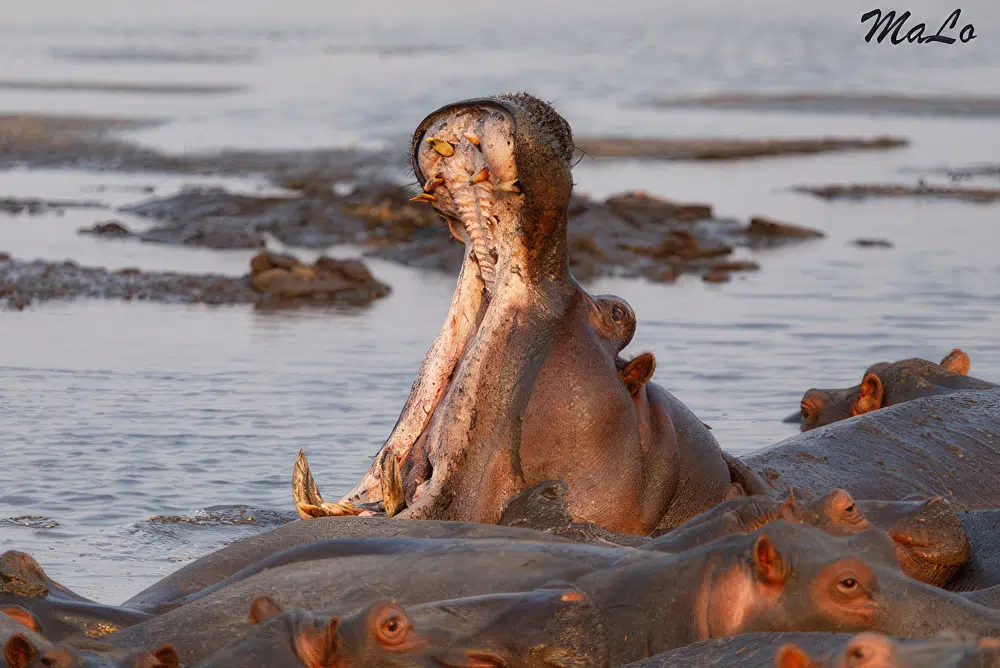 Photo d'un hippopotame lors d'un safari de luxe prive dans le parc national Kafue en Zambie