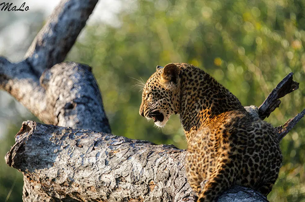 Photo d'un leopard lors d'un safari de luxe prive a Lion Sands River Lodge a Sabi Sand