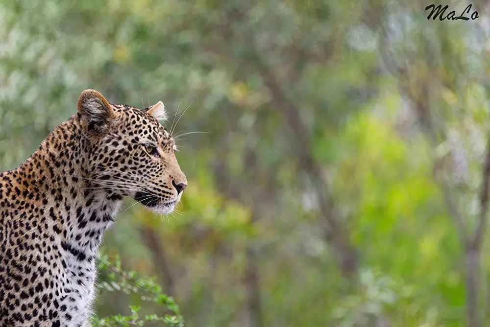 Photo d'un leopard de profil lors d'un safari de luxe prive a Silvan Safari Lodge dans la reserve Sabi Sand