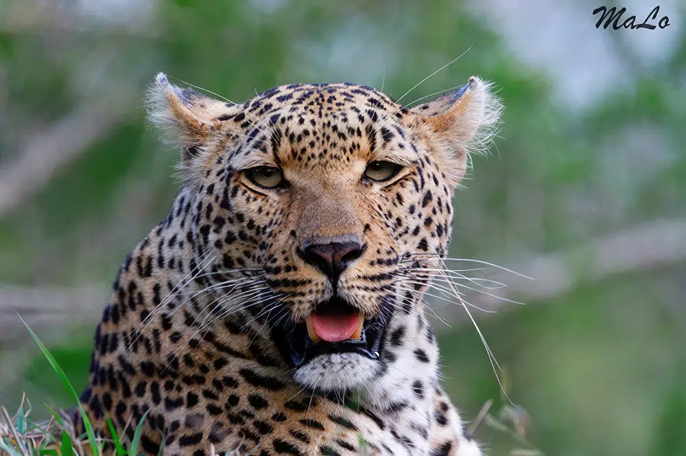 Leopard lors d'un safari de luxe prive en Afrique