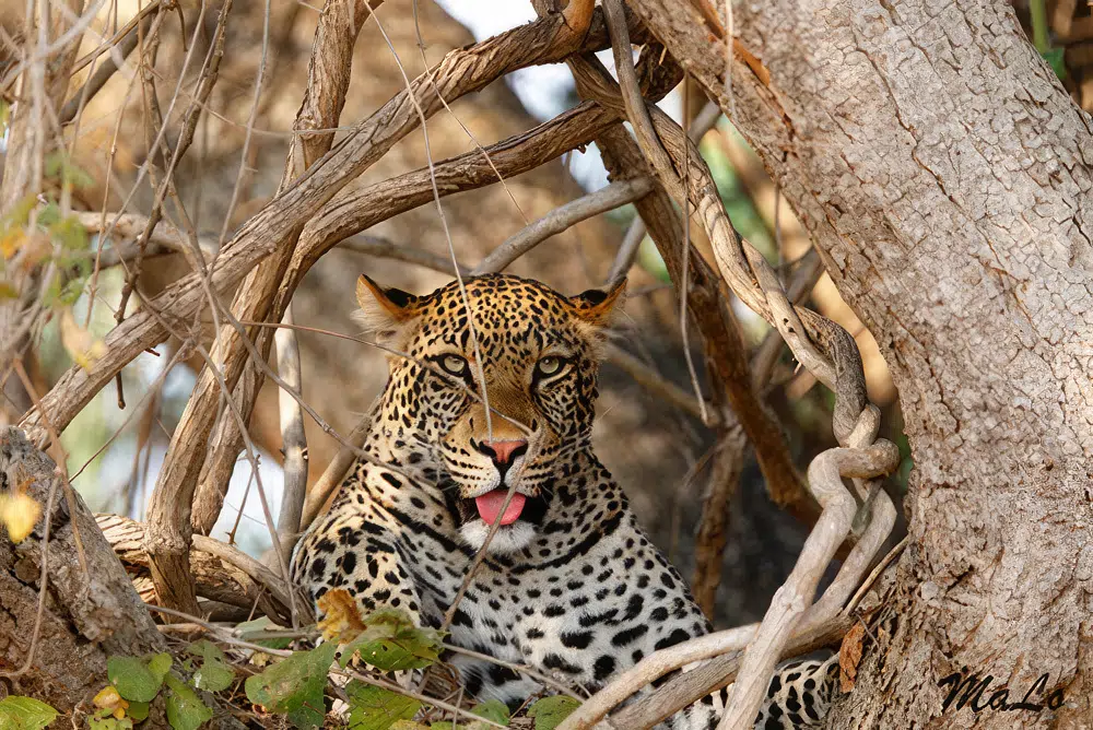 Leopard lors d'un safari en Zambie
