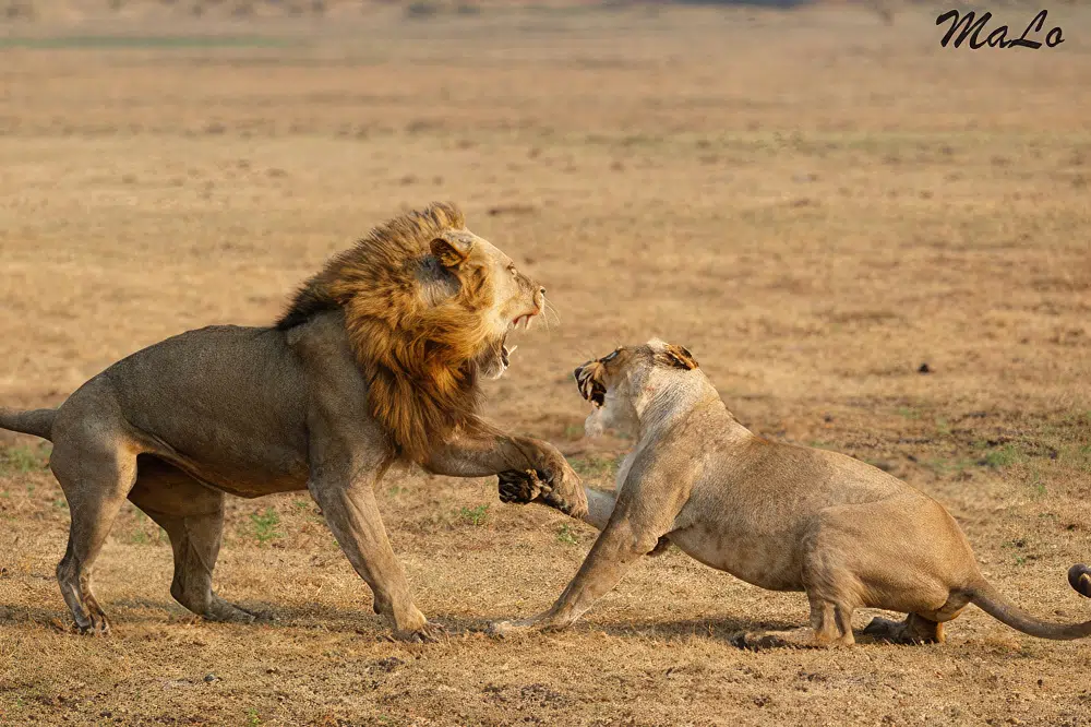 Photo d'un lion lors d'un safari de luxe prive à Shumba Camp dans le parc national Kafue et ses plaines de Busanga