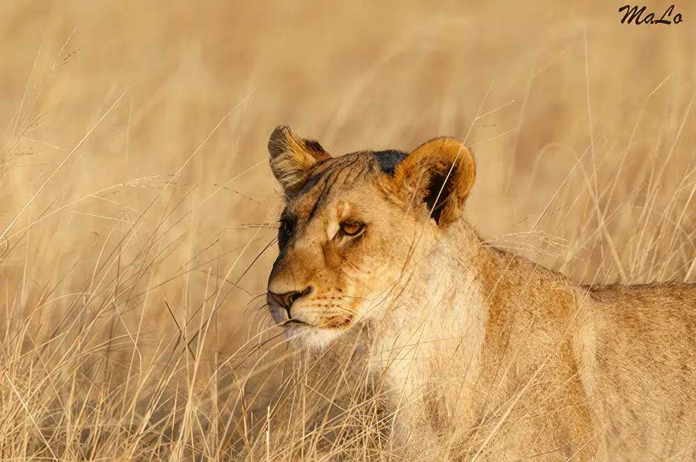 Photo d'un lion lors d'un safari de luxe a Onguma The Fort dans la reserve privee Onguma