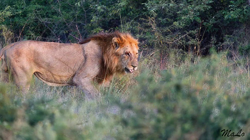 Photo d'un lion lors d'un safari de luxe prive a Onguma Camp Kala en Namibie