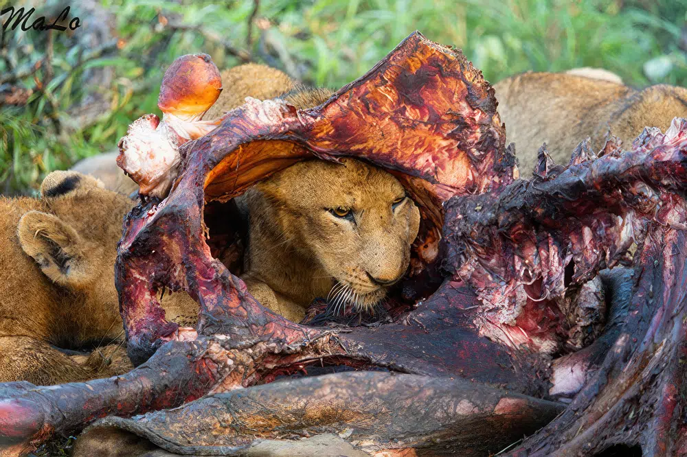 Photo d'un lion avec sa carcasse lors d'un safari de luxe prive a Lion Sands River Lodge a Sabi Sand