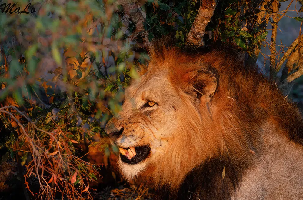 Photo d'un lion lors d'un safari de luxe dans la reserve privee Thornybush dans le parc national Kruger