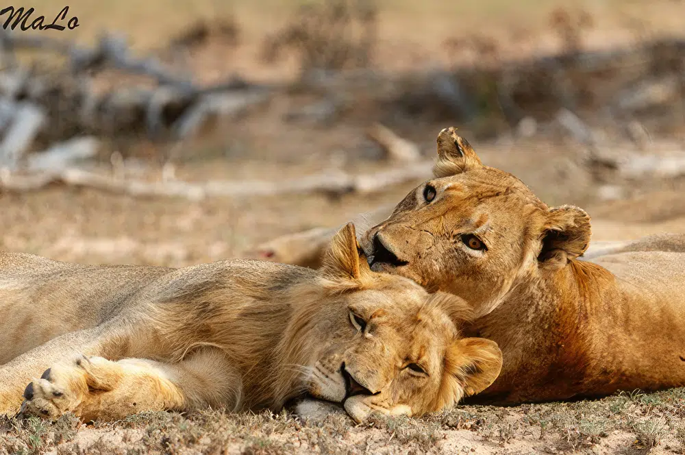 Lion lors d'un safari de luxe prive en Afrique