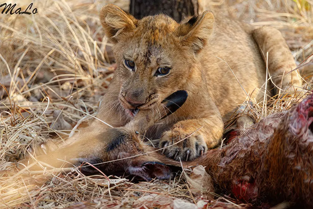 Photo d'un lionceau lors d'un safari de luxe prive dans le parc national Kafue en Zambie