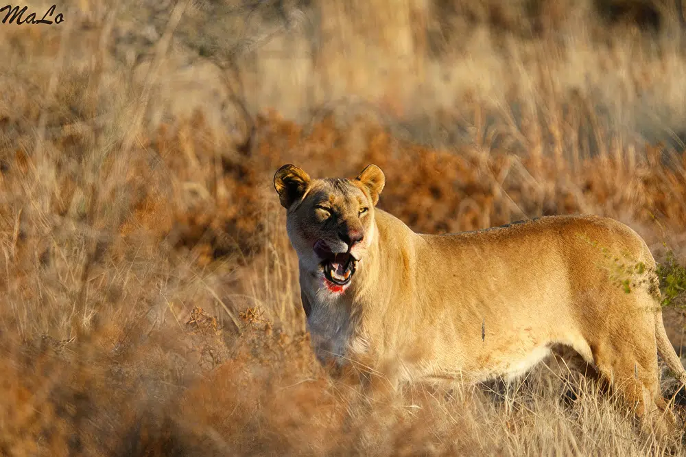 Lionne lors d'un safari de luxe prive en Afrique