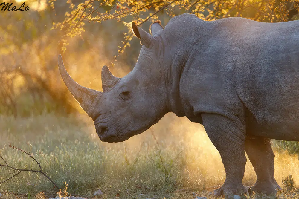 Rhinoceros blanc lors d'un safari de luxe prive en Afrique