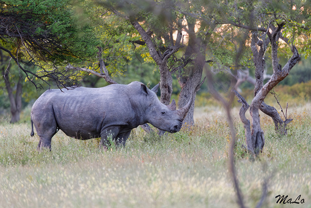 Photo d'un rhinoceros blanc lors d'un safari de luxe prive a Etosha Oberland Lodge en Namibie