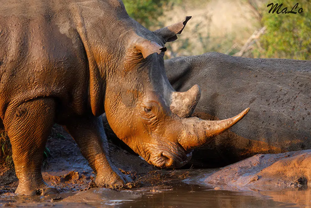 Rhinoceros blanc lors d'un safari en Afrique du Sud