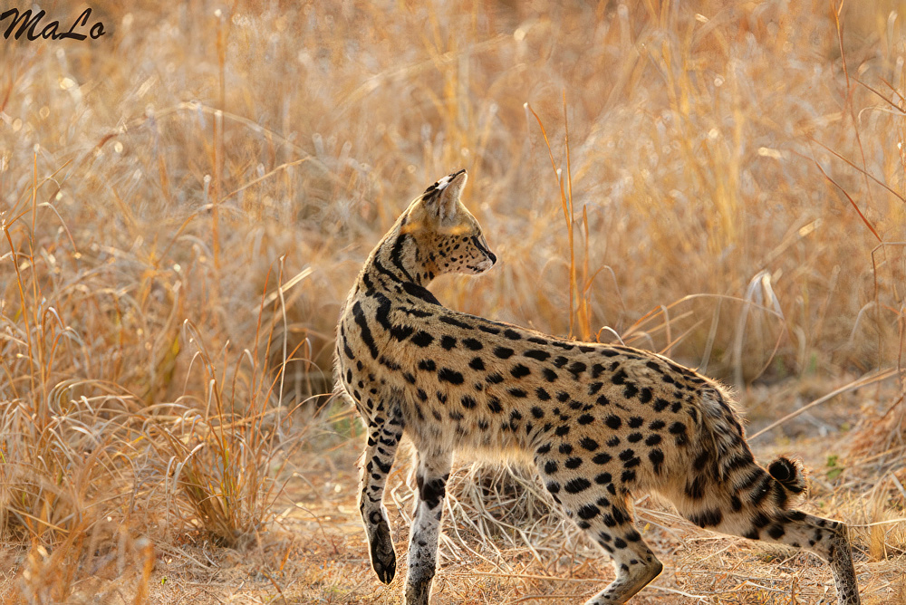 Photo d'un serval lors d'un safari de luxe prive a Mukambi Safari Lodge dans le parc national Kafue