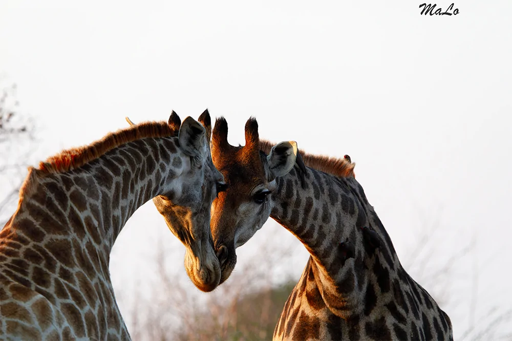Girafe lors d'un safari de luxe prive en Afrique du Sud