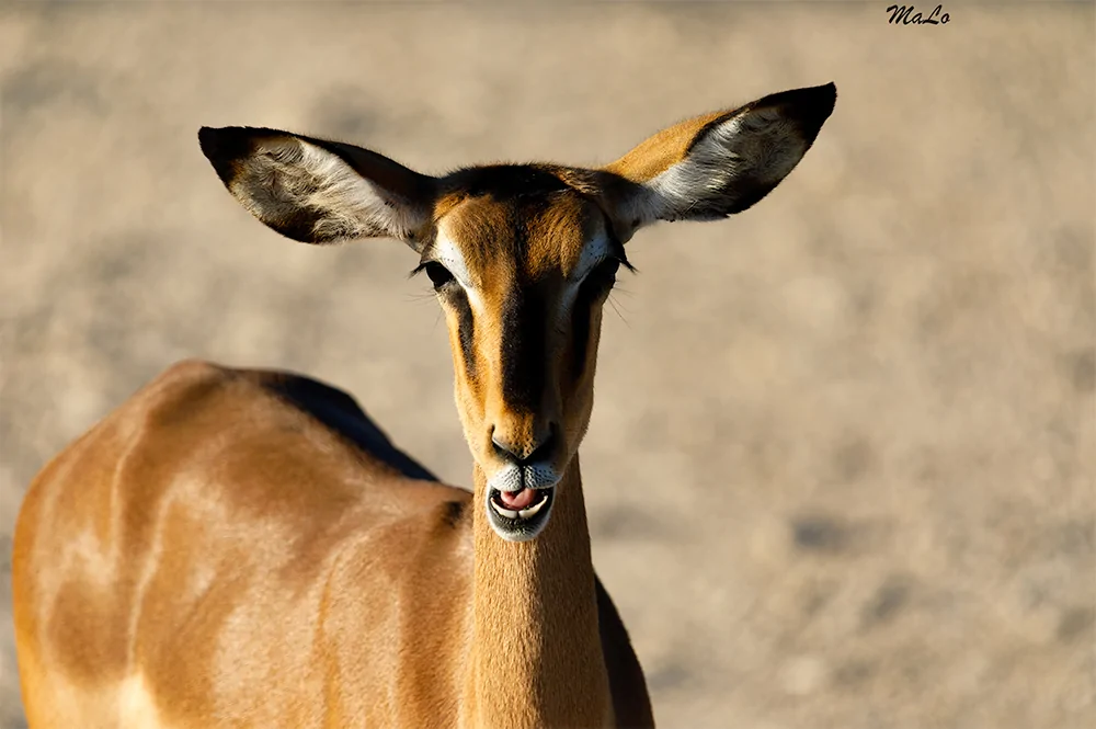 Photo d'un impala lors d'un safari de luxe prive dans la reserve Etosha Oberland Lodge en Namibie