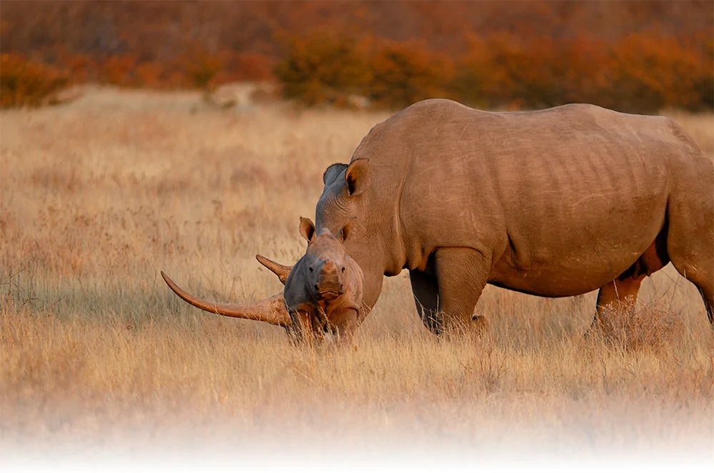 Photo d'un bebe rhinoceros blanc lors d'un safari de luxe prive dans la reserve Ongava en Namibie
