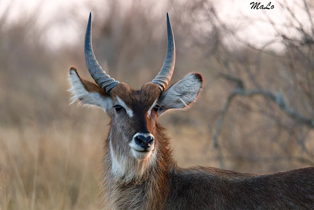 Photo d'un cobe a croissant lors d'un safari de luxe dans la reserve privee Thornybush dans le parc national Kruger