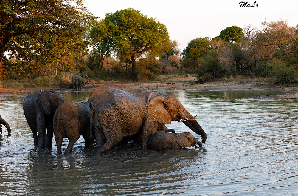 Photo d'un elephant au point d'eau lors d'un safari de luxe dans la reserve privee Thornybush dans le parc national Kruger