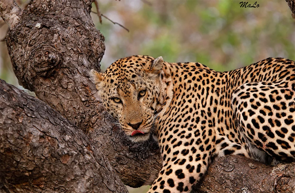 Photo d'un leopard lors d'un safari de luxe dans la reserve privee Thornybush dans le parc national Kruger
