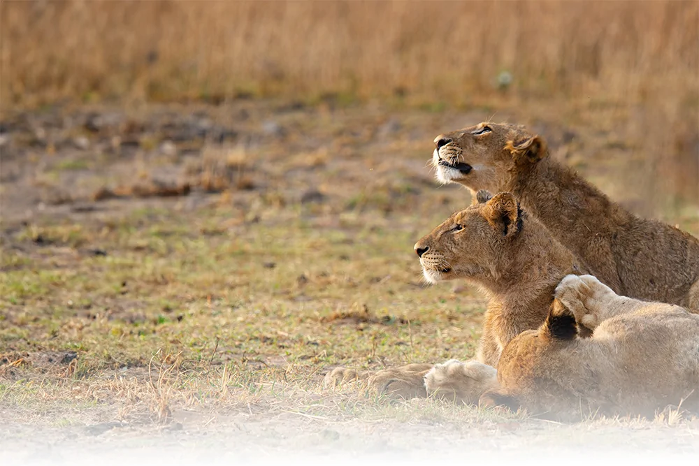 Photo d'un lion lors d'un safari de luxe prive a Mukambi Safari Lodge a Kafue