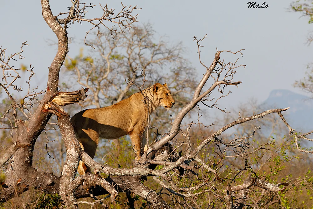 Photo d'un lion lors d'un safari de luxe dans la reserve privee Thornybush dans le parc national Kruger