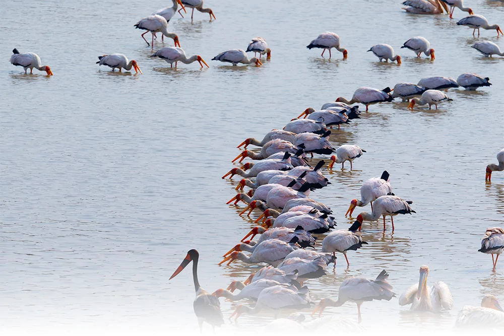Photo d'un oiseau lors d'un safari de luxe prive a Nkwali Camp dans la South Luangwa
