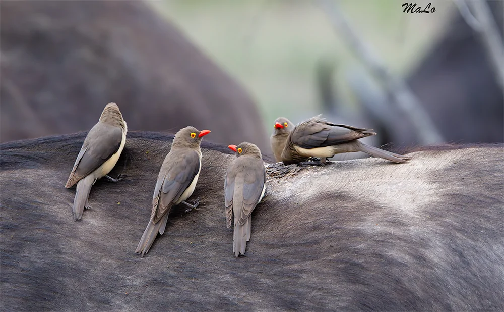 Photo de pique-boeufs lors d'un safari de luxe dans la reserve privee Sabi Sand dans le parc national Kruger