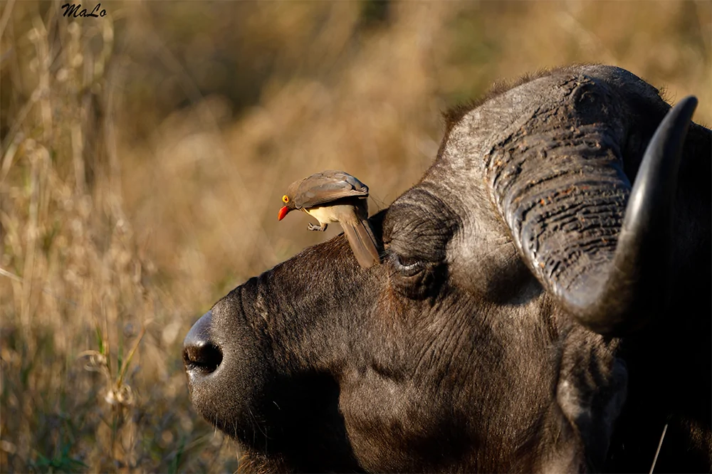 Photo d'un pique-boeuf lors d'un safari de luxe dans la reserve privee Thornybush dans le parc national Kruger