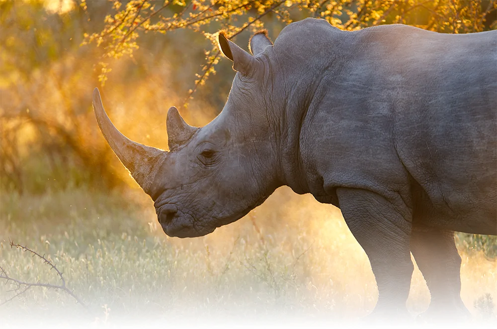Photo d'un rhinoceros blanc au soleil couchant lors d'un safari de luxe prive dans la reserve Oberland en Namibie
