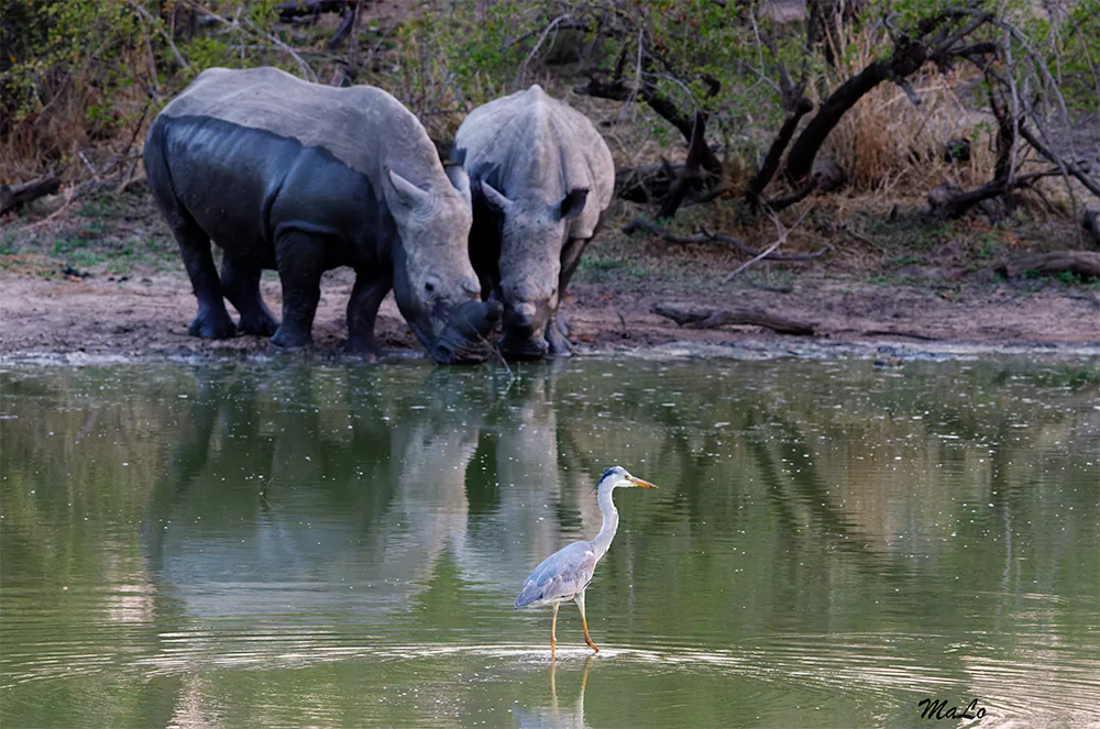 Photo d'un rhinoceros blanc lors d'un safari de luxe dans la reserve privee Thornybush dans le parc national Kruger