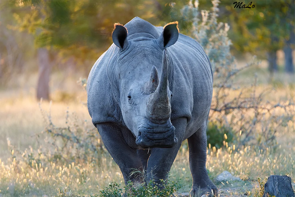Photo d'un rhinoceros blanc en fin de journee lors d'un safari de luxe prive dans la reserve Etosha Oberland Lodge en Namibie